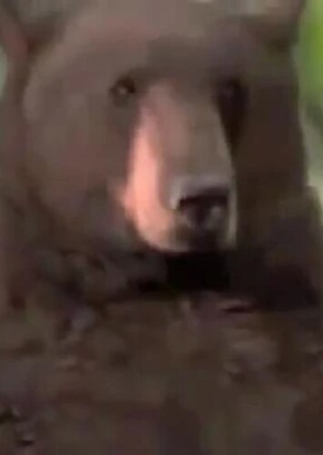 Baloo