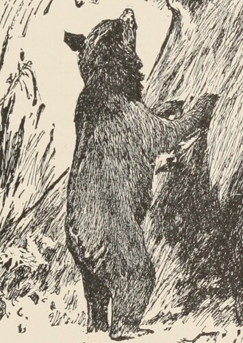 Baloo the Bear
