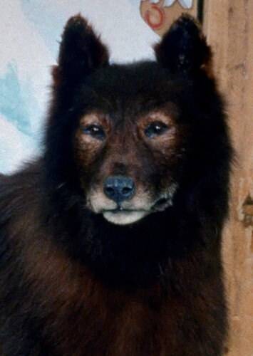 Balto