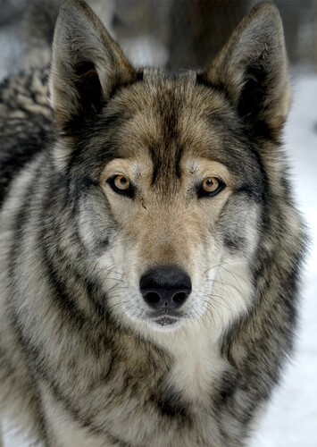 Balto