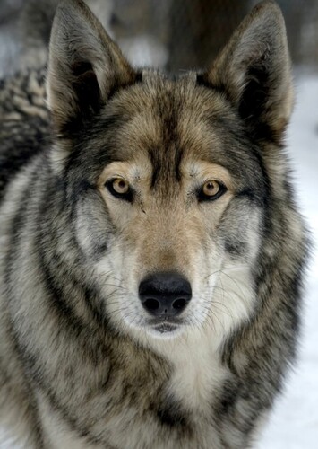 Balto