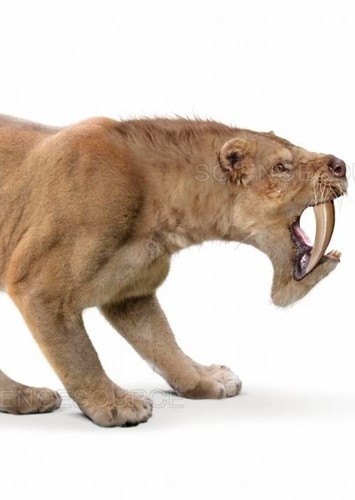 Barbourofelis