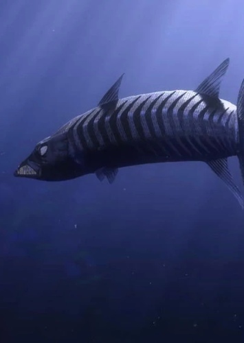 Barracuda