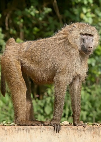 Barry the Baboon