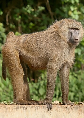 Barry the Baboon