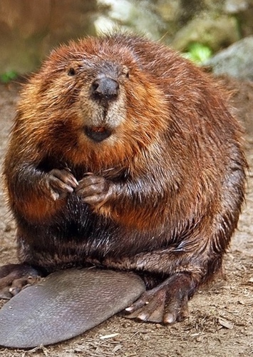 Barry the Beaver
