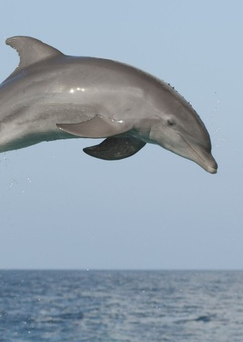 Barry The Dolphin