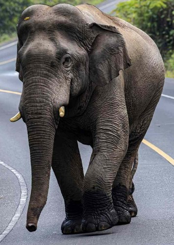Emily The Indian Elephant