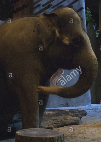 Barry The Indian Elephant