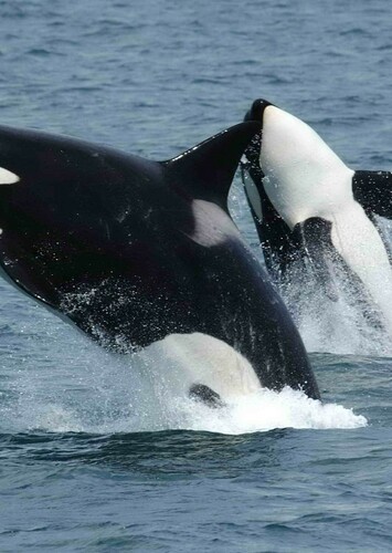 Barry The Orca