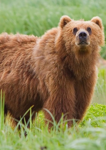 Bart the Brown Bear
