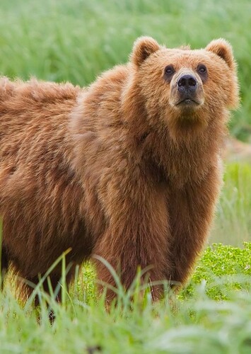 Bart the Brown Bear