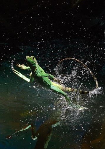 Basilisk
