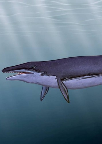 Basilosaurus
