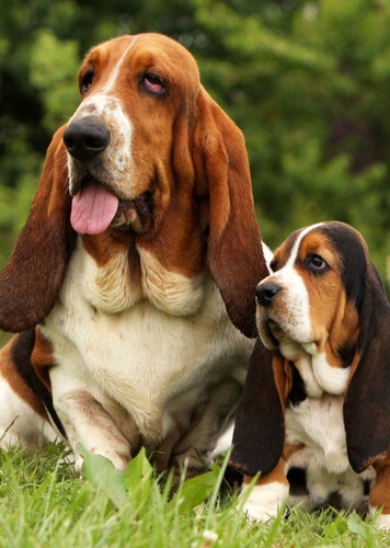 Basset Hound