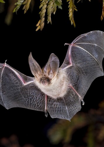 Bat