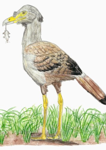 Bathornis