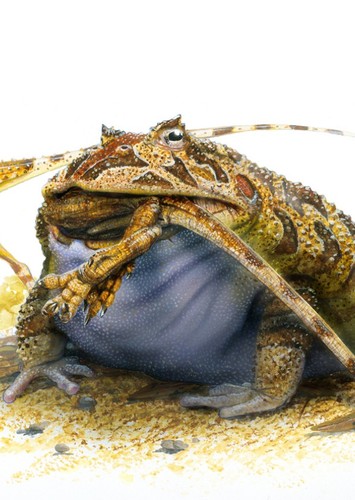 Baurubatrachus