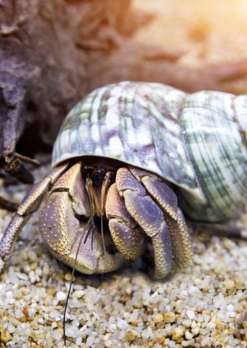 Beach Land Crab