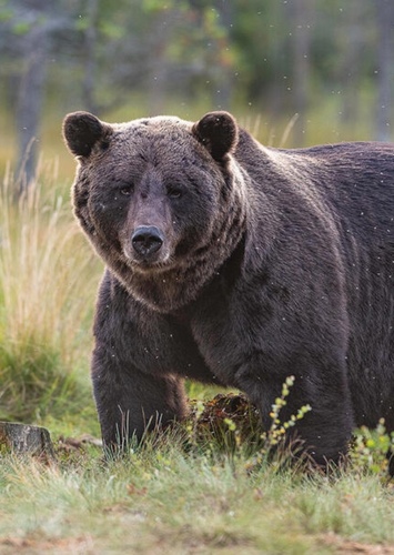 Bear (male)