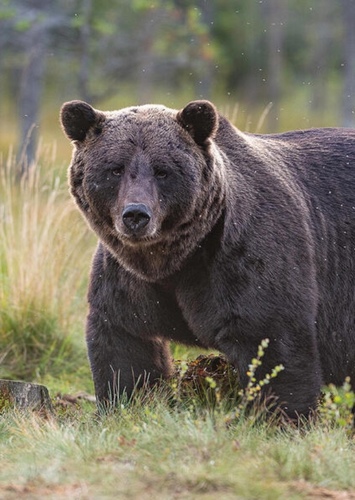 Bear