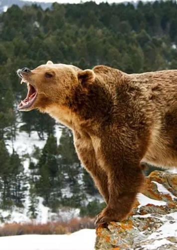 Bear