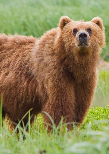 Bear