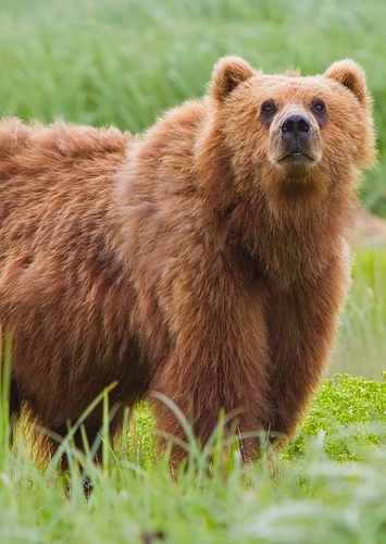 Bear