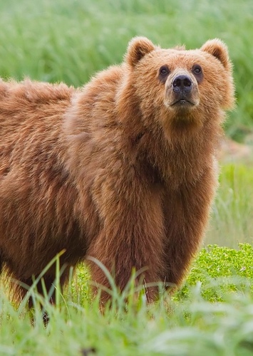 Bear
