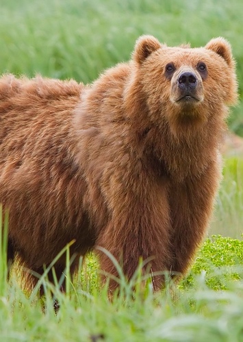 Bear