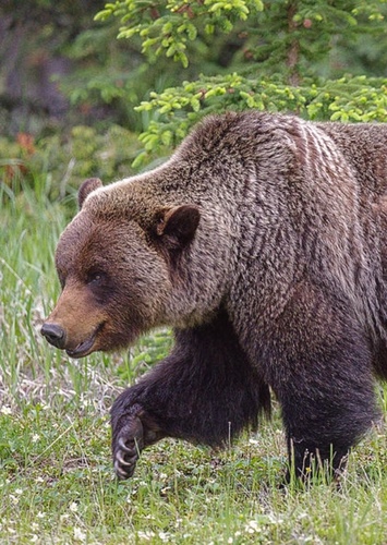 Bear