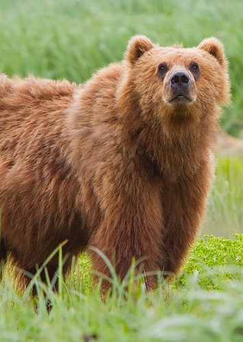 Bear