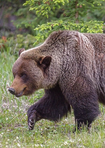 Bear