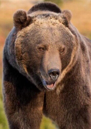 Bear