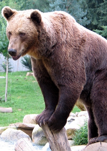 Bear