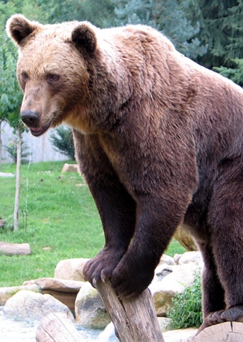 Bear