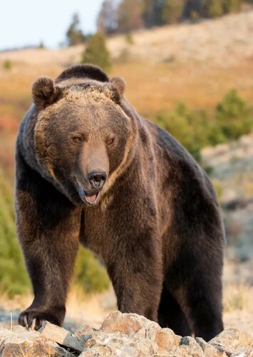 Bear