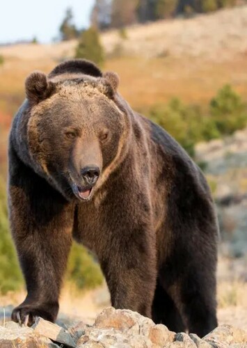 Bear