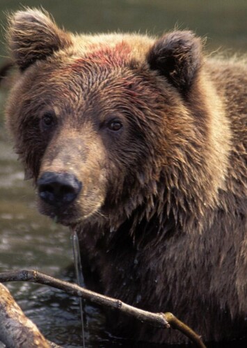 Bear