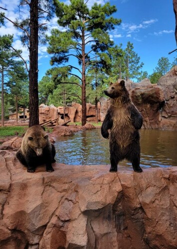 Bearizona Wildlife Park