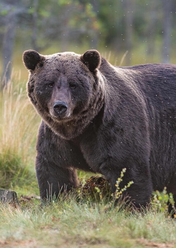 BearPlayz