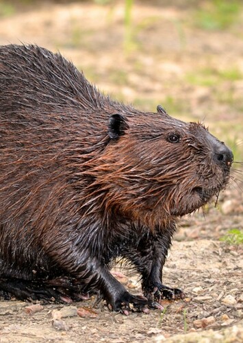 Beaver