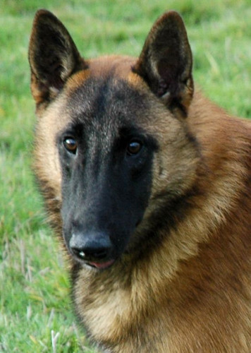 Belgian Shepherd