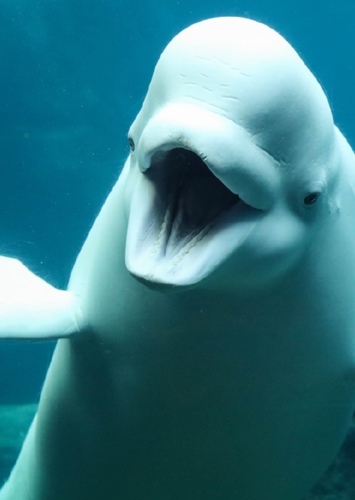 Beluga whale
