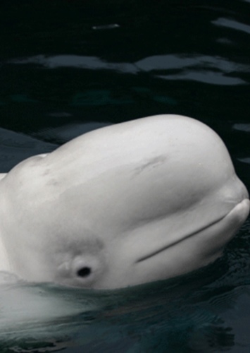 Beluga Whale