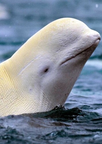 Beluga Whale