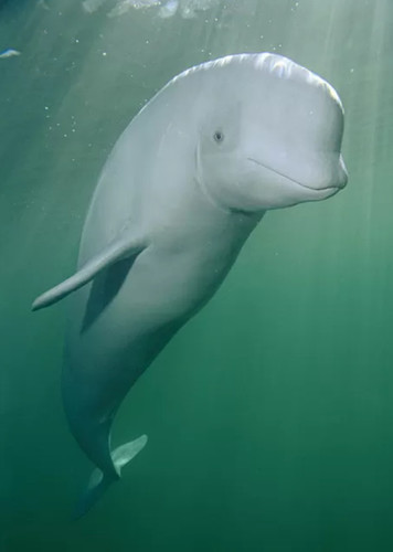 Beluga Whale