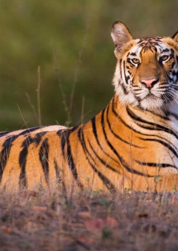 Bengal “Ben” Tiger