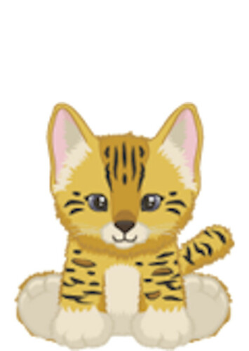 Bengal Kitten