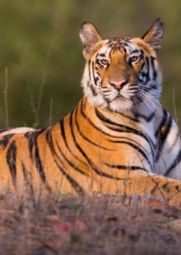 Tyler the Bengal tiger